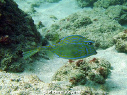 Cow fish on the Inside Reef at Lauderdale by the Sea. by Michael Kovach 